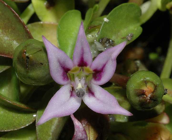 Campanulaceae Hypsela reniformis