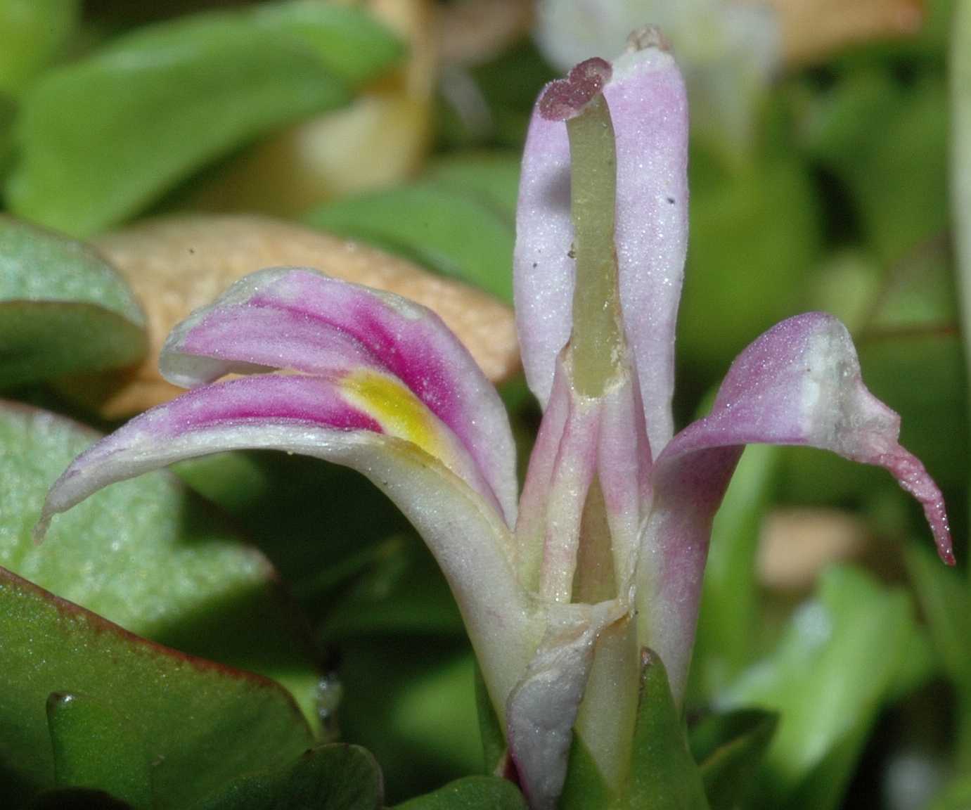 Campanulaceae Hypsela reniformis