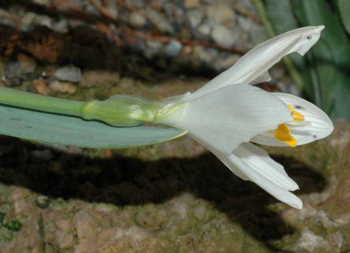 Amaryllidaceae Sternbergia candida