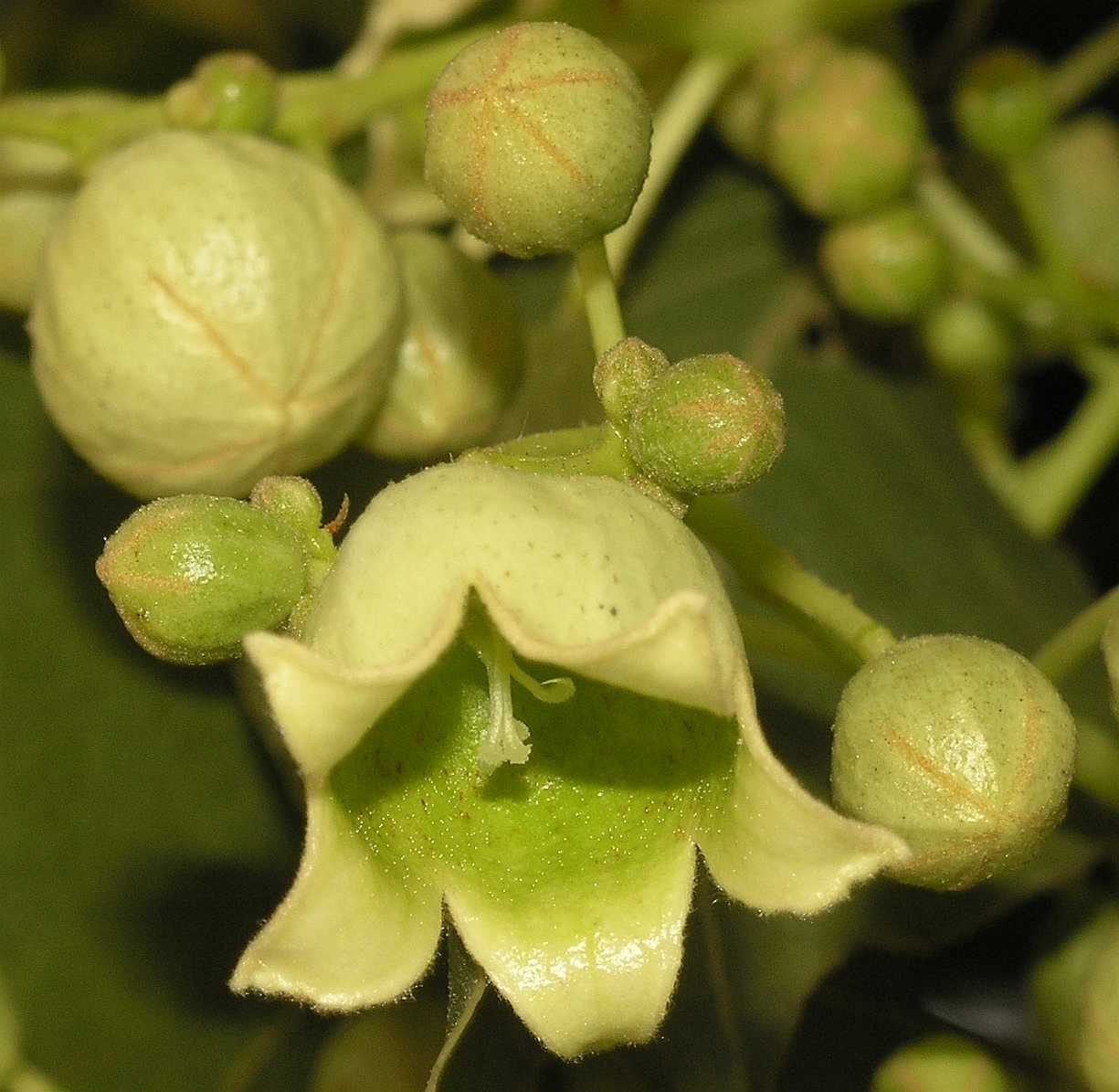 Sterculiaceae Brachychiton populneus