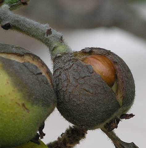 Rosaceae Eriobotrya japonica