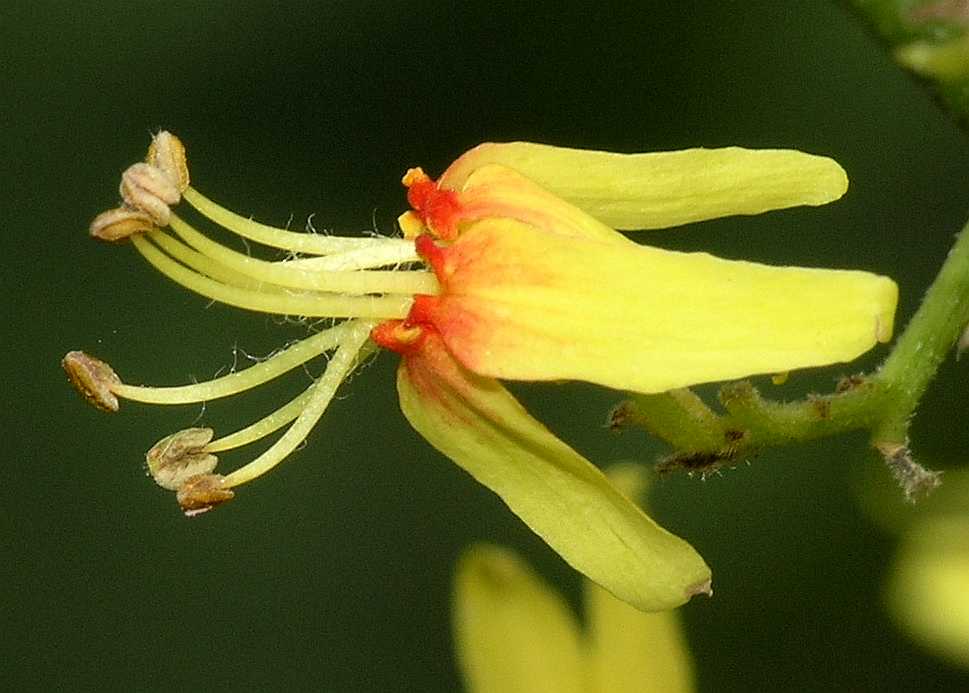 Sapindaceae Koelreuteria paniculata