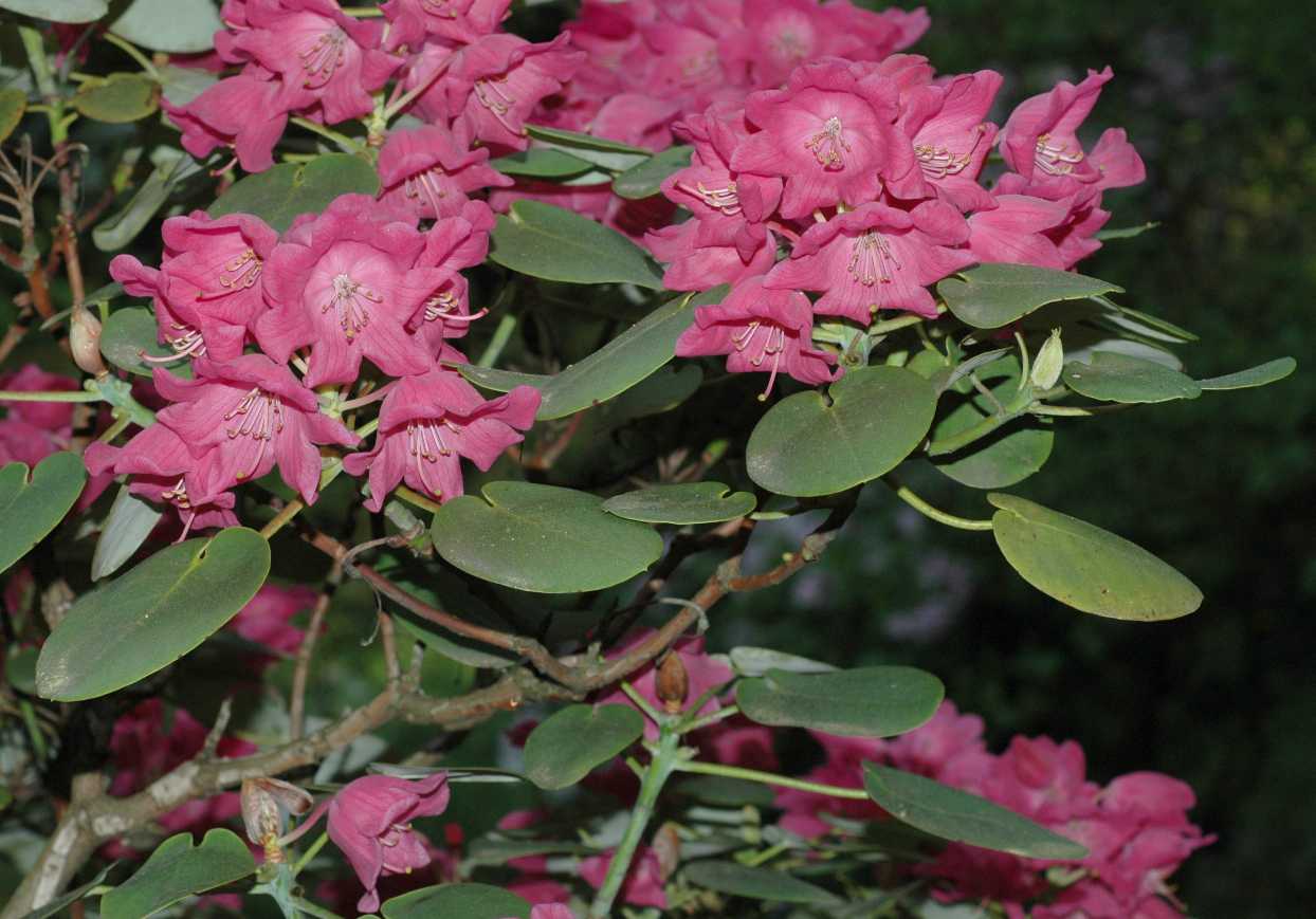 Ericaceae Rhododendron orbiculare