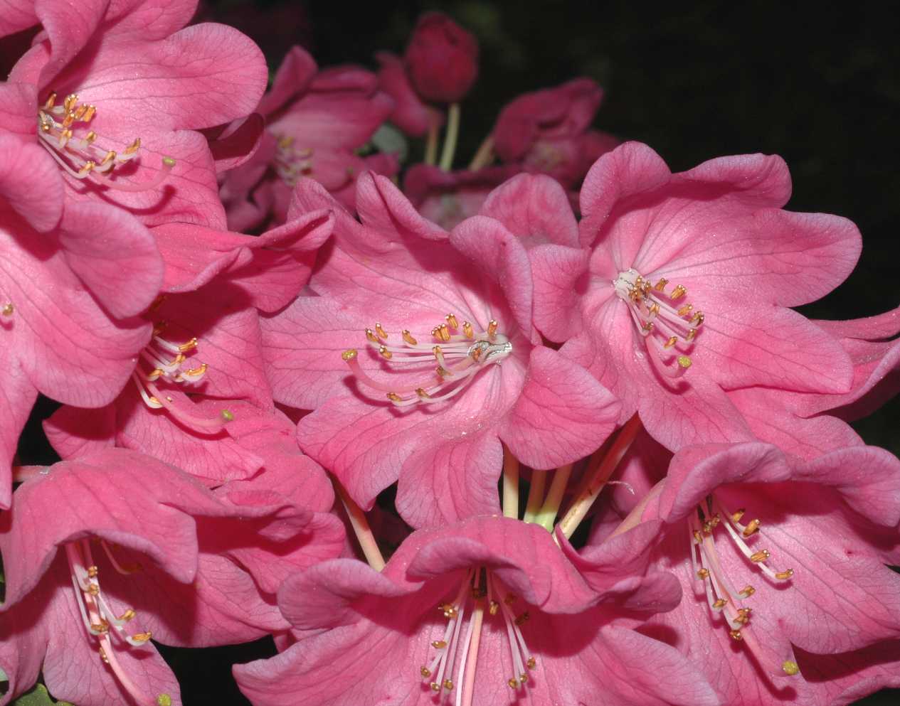 Ericaceae Rhododendron orbiculare