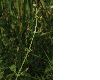 image of Scrophularia auriculata