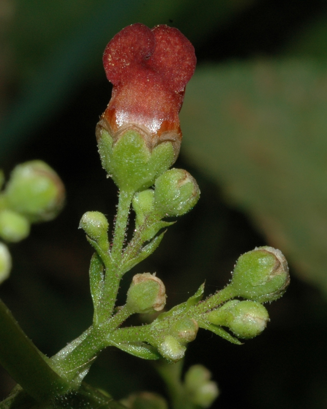 Scrophulariaceae Scrophularia auriculata