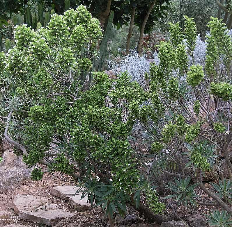 Boraginaceae Echium aculeatum