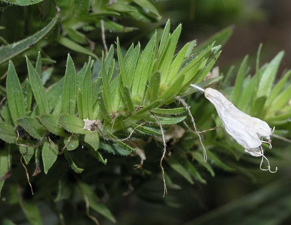 Boraginaceae Echium aculeatum