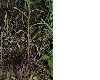 image of Campanula rotundifolia