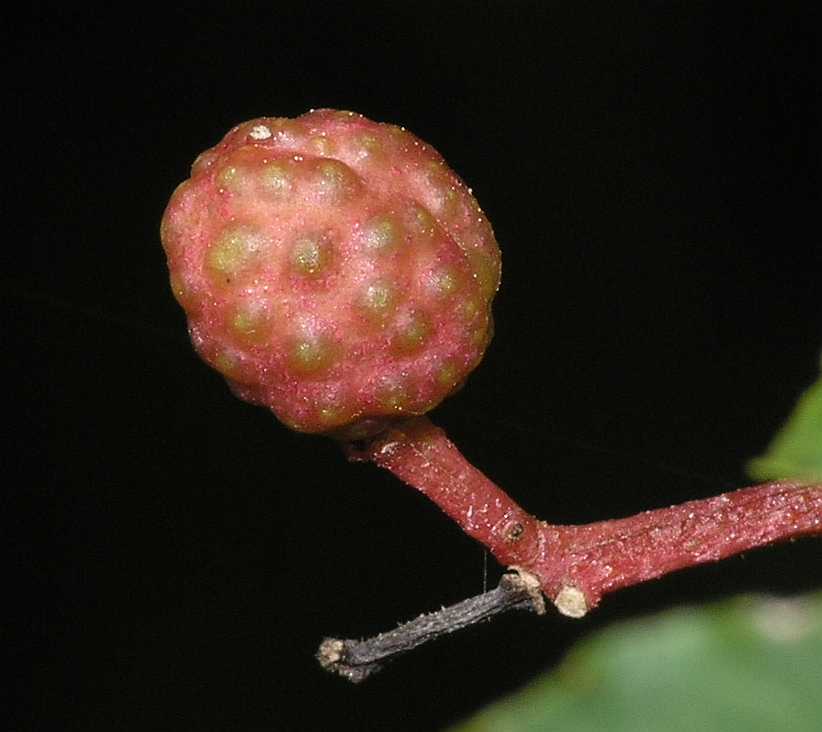 Rutaceae Zanthoxylum piperatum