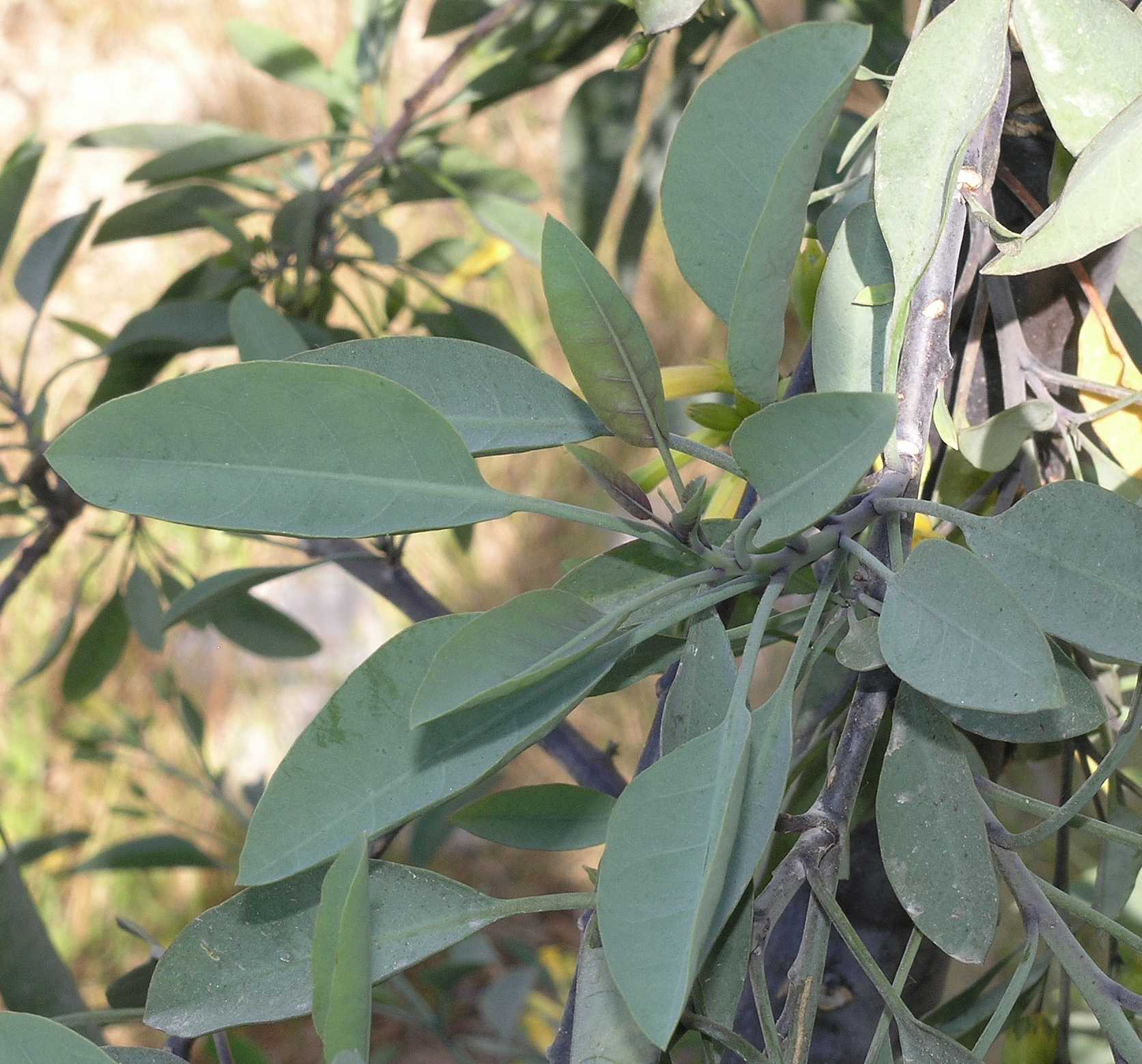 Solanaceae Nicotiana glauca
