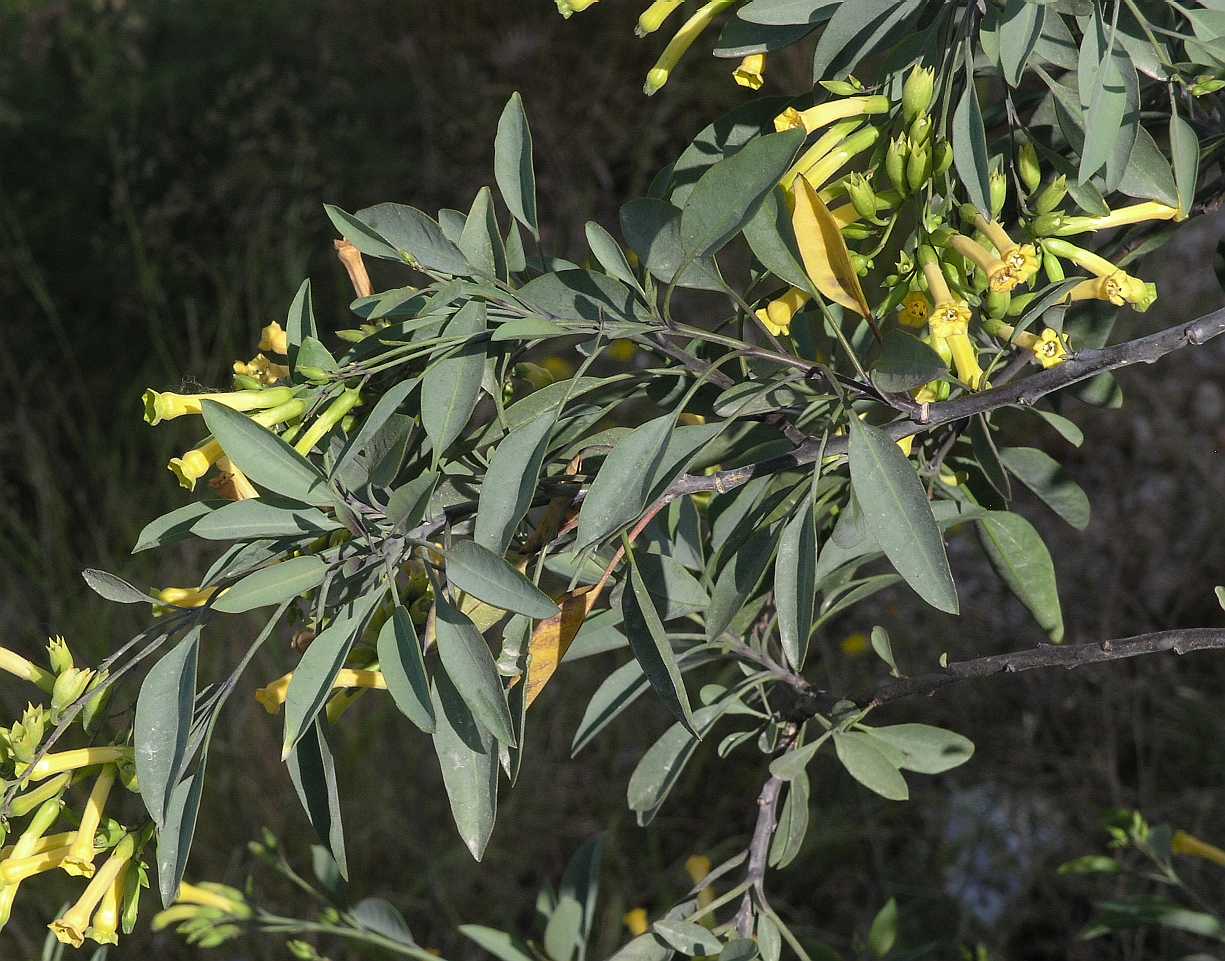 Solanaceae Nicotiana glauca