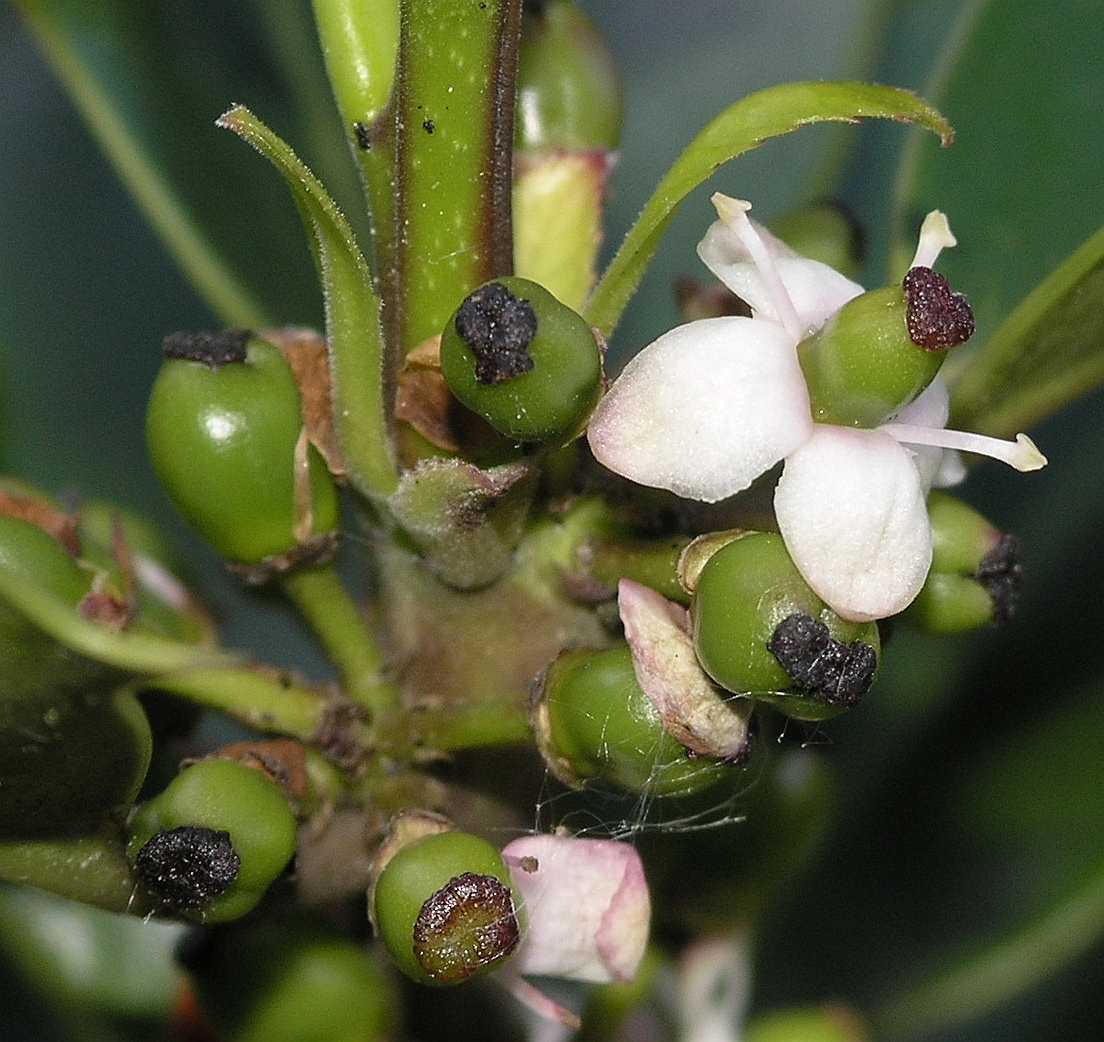 Aquifoliaceae Ilex aquifolium