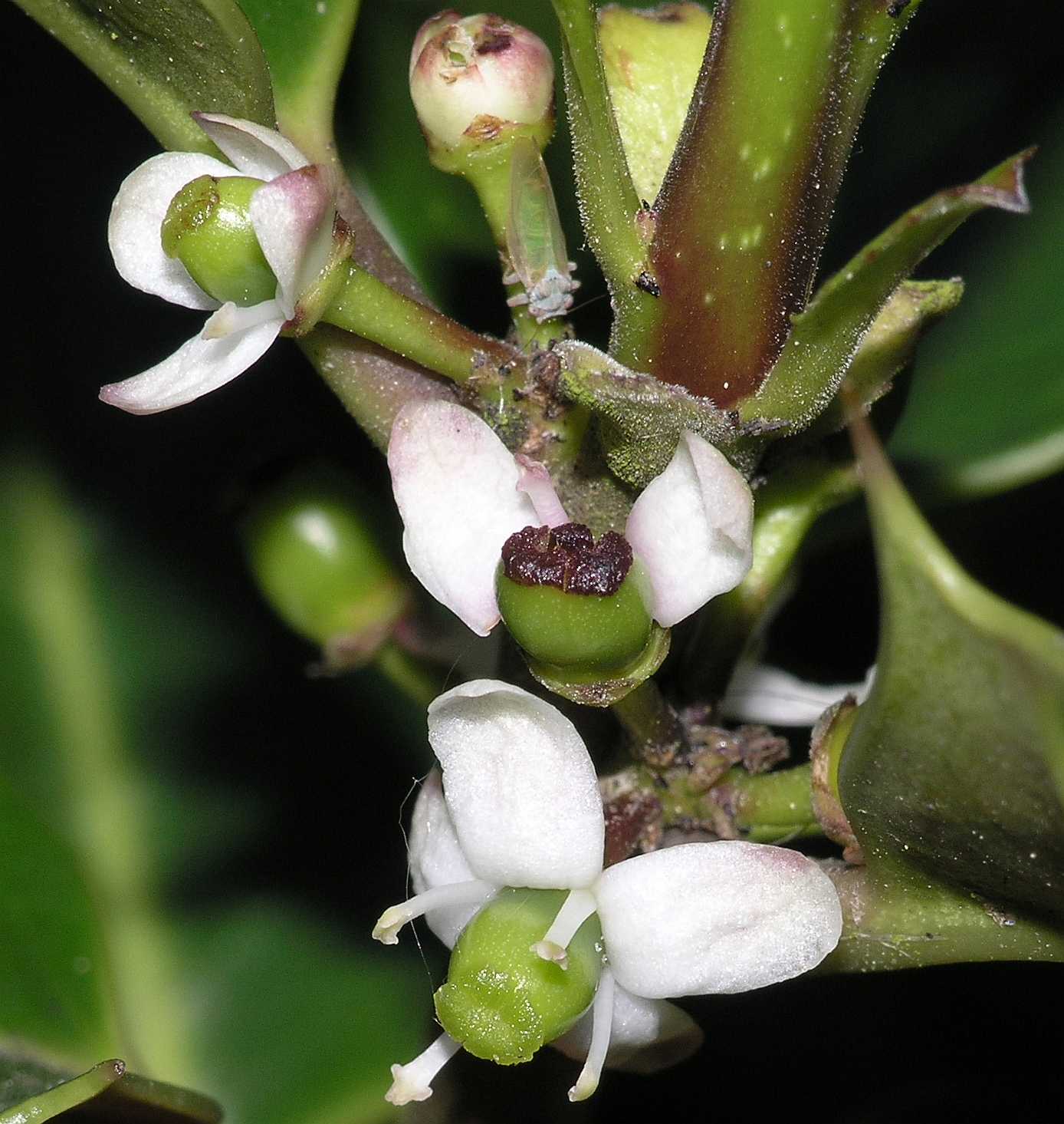 Aquifoliaceae Ilex aquifolium