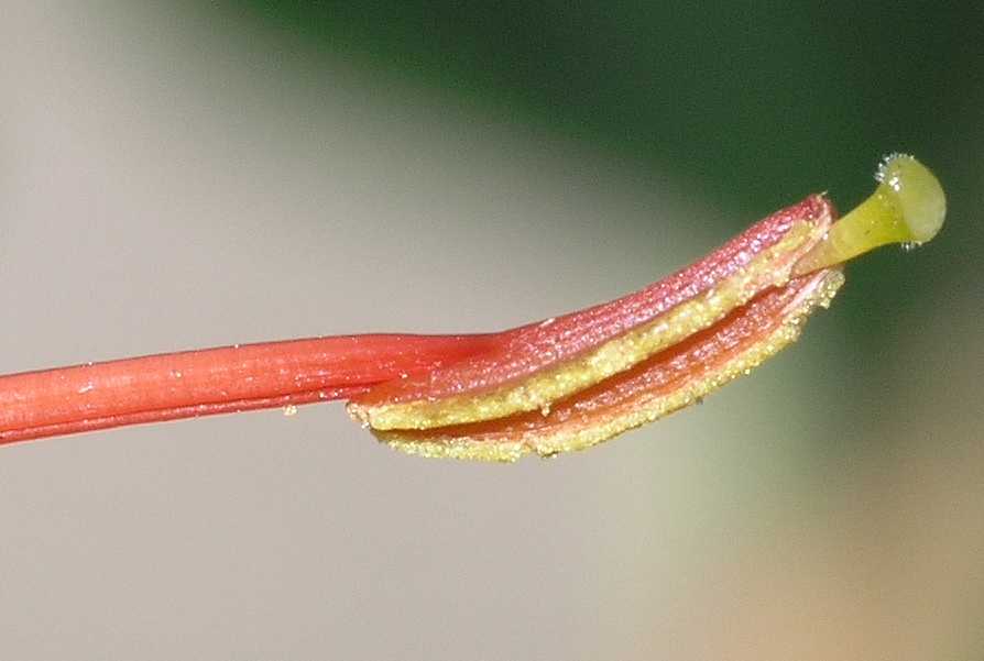 Zingiberaceae Hedychium gardnerianum