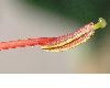 image of Hedychium gardnerianum