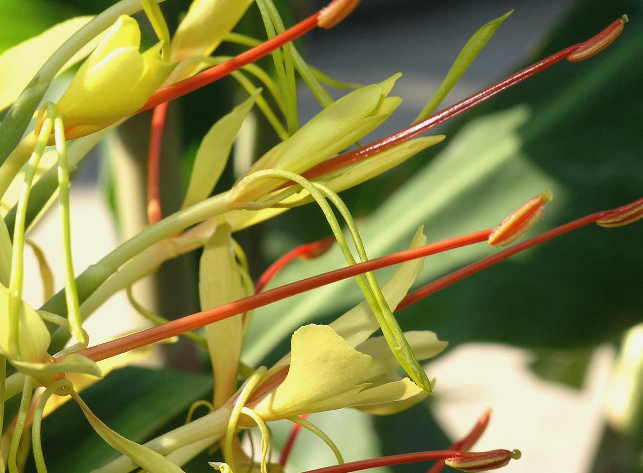 Zingiberaceae Hedychium gardnerianum