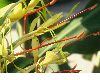 image of Hedychium gardnerianum