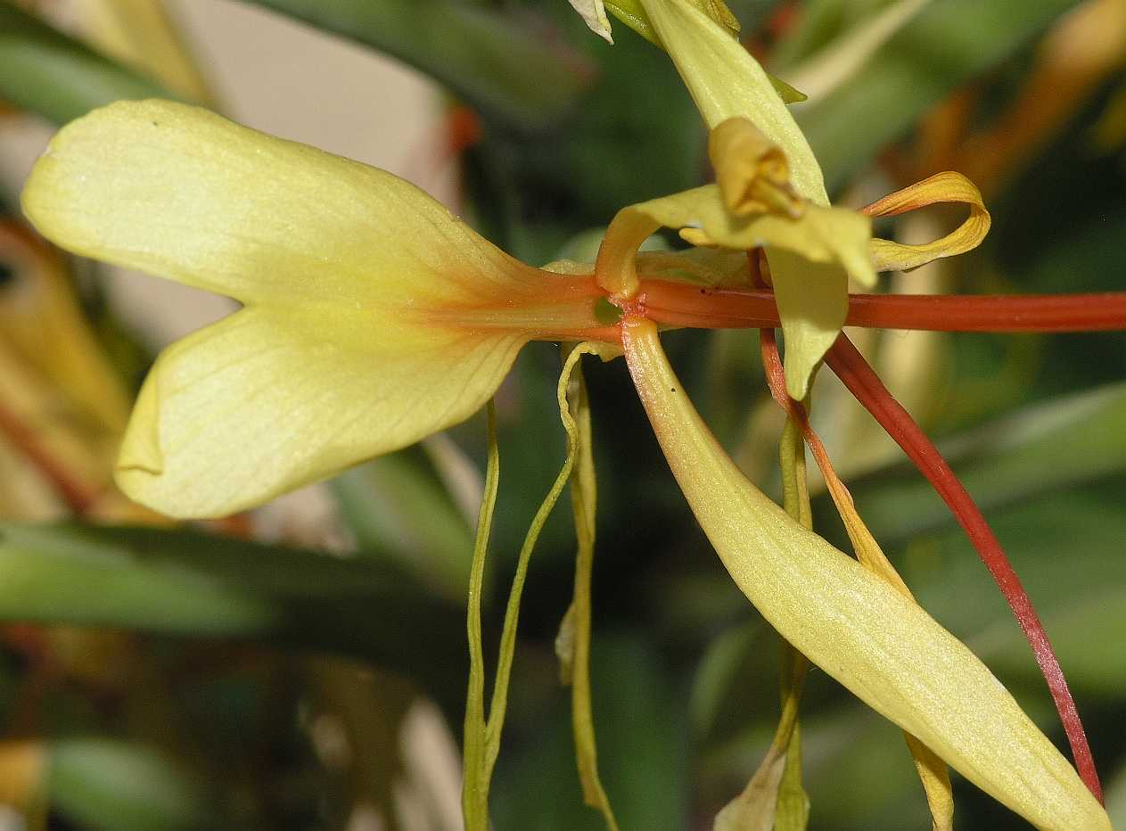 Zingiberaceae Hedychium gardnerianum