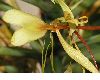 image of Hedychium gardnerianum