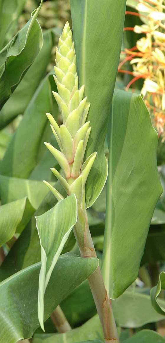 Zingiberaceae Hedychium gardnerianum