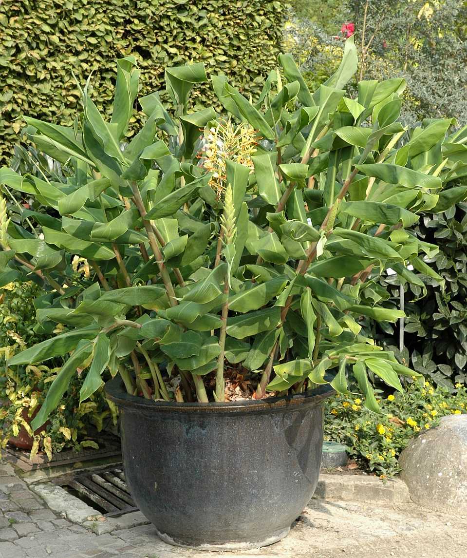 Zingiberaceae Hedychium gardnerianum