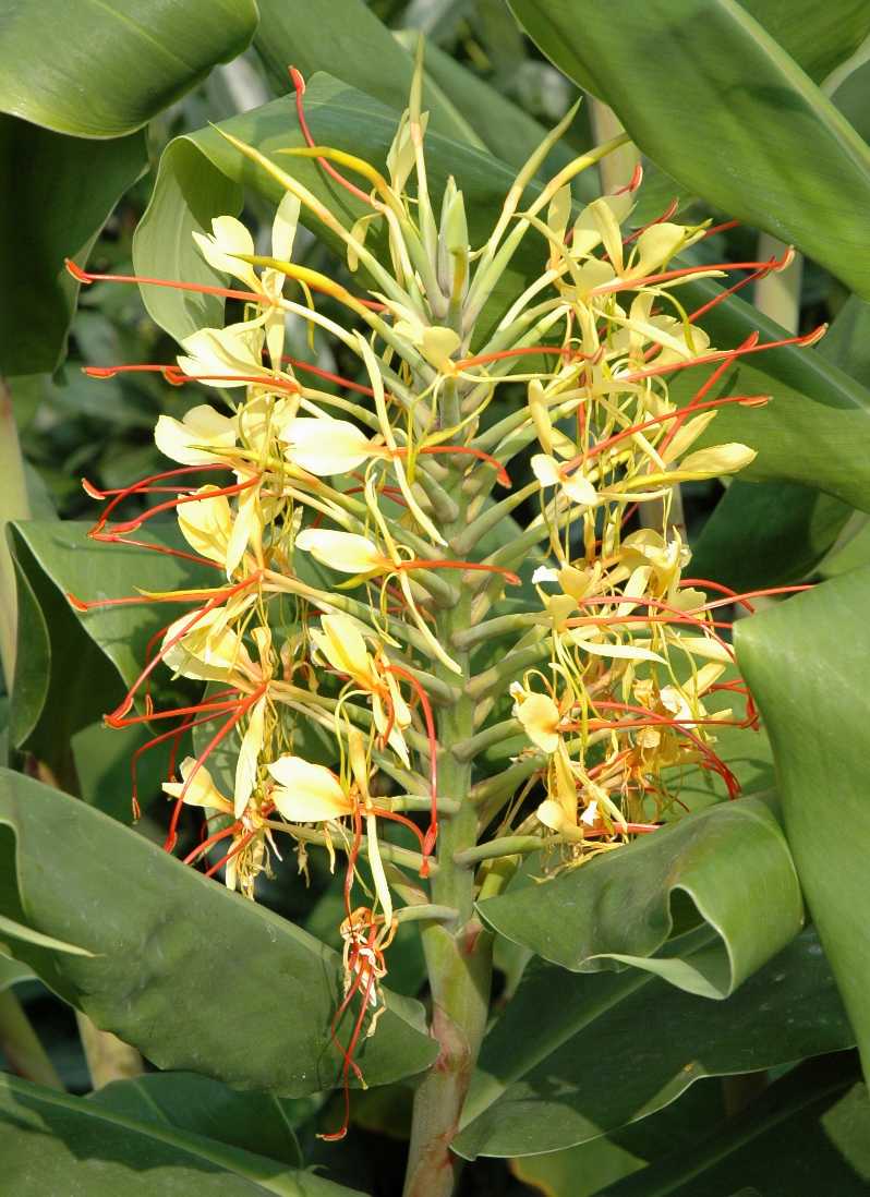 Zingiberaceae Hedychium gardnerianum