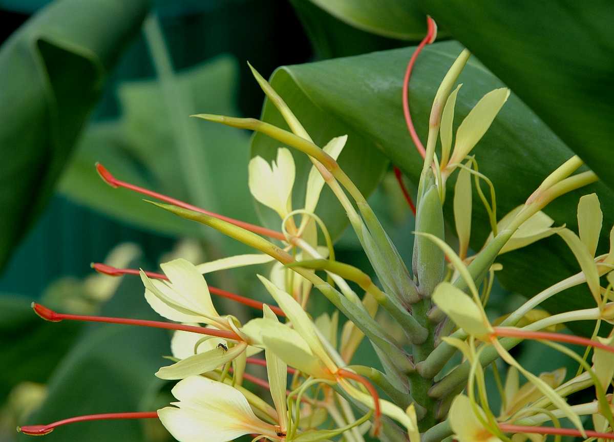 Zingiberaceae Hedychium gardnerianum