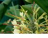 image of Hedychium gardnerianum