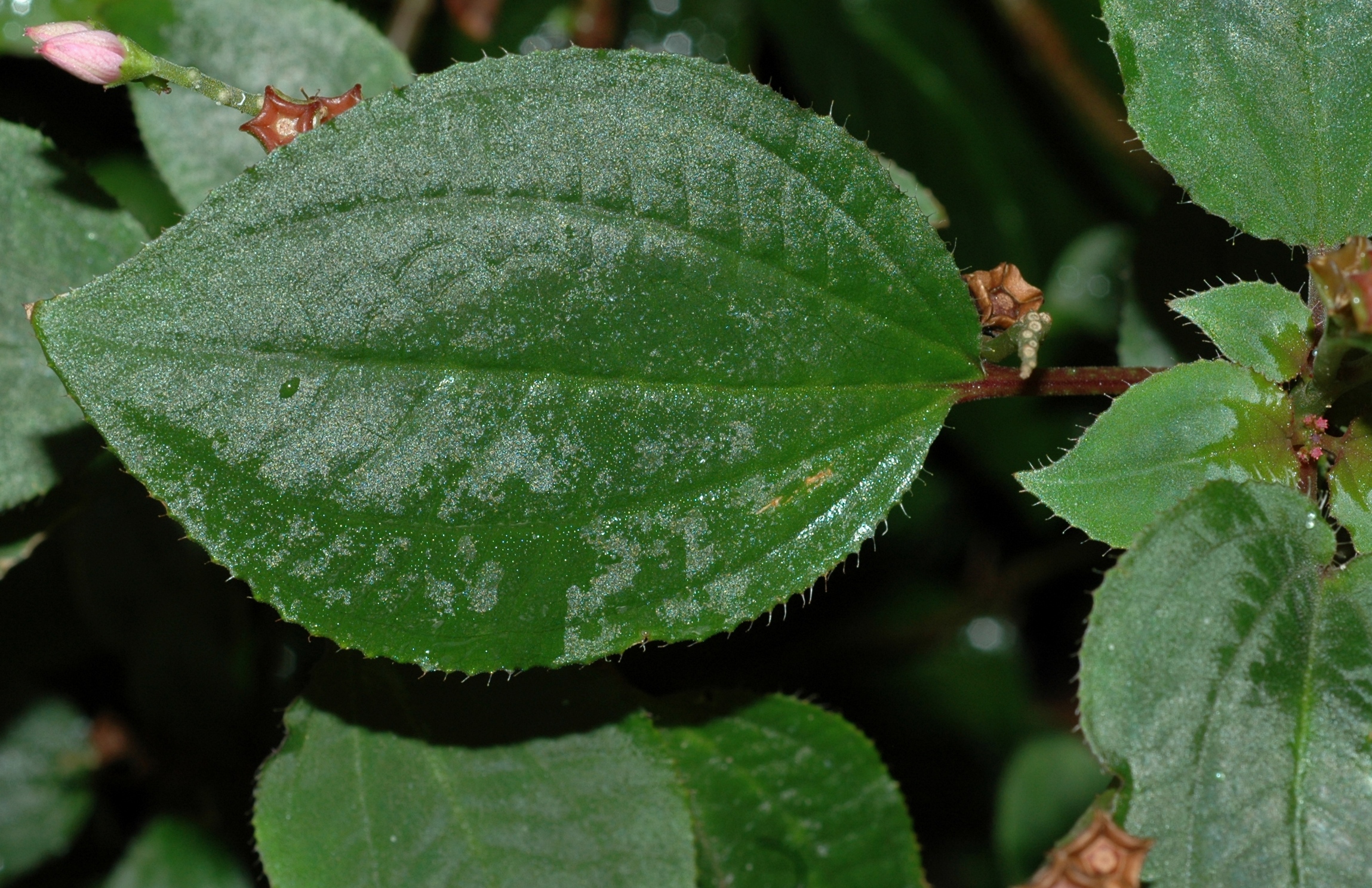 Melastomataceae Calvoa orientalis
