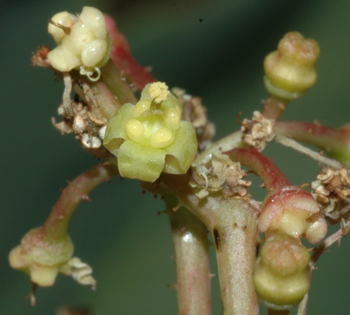 Vitaceae Cyphostemma currorii