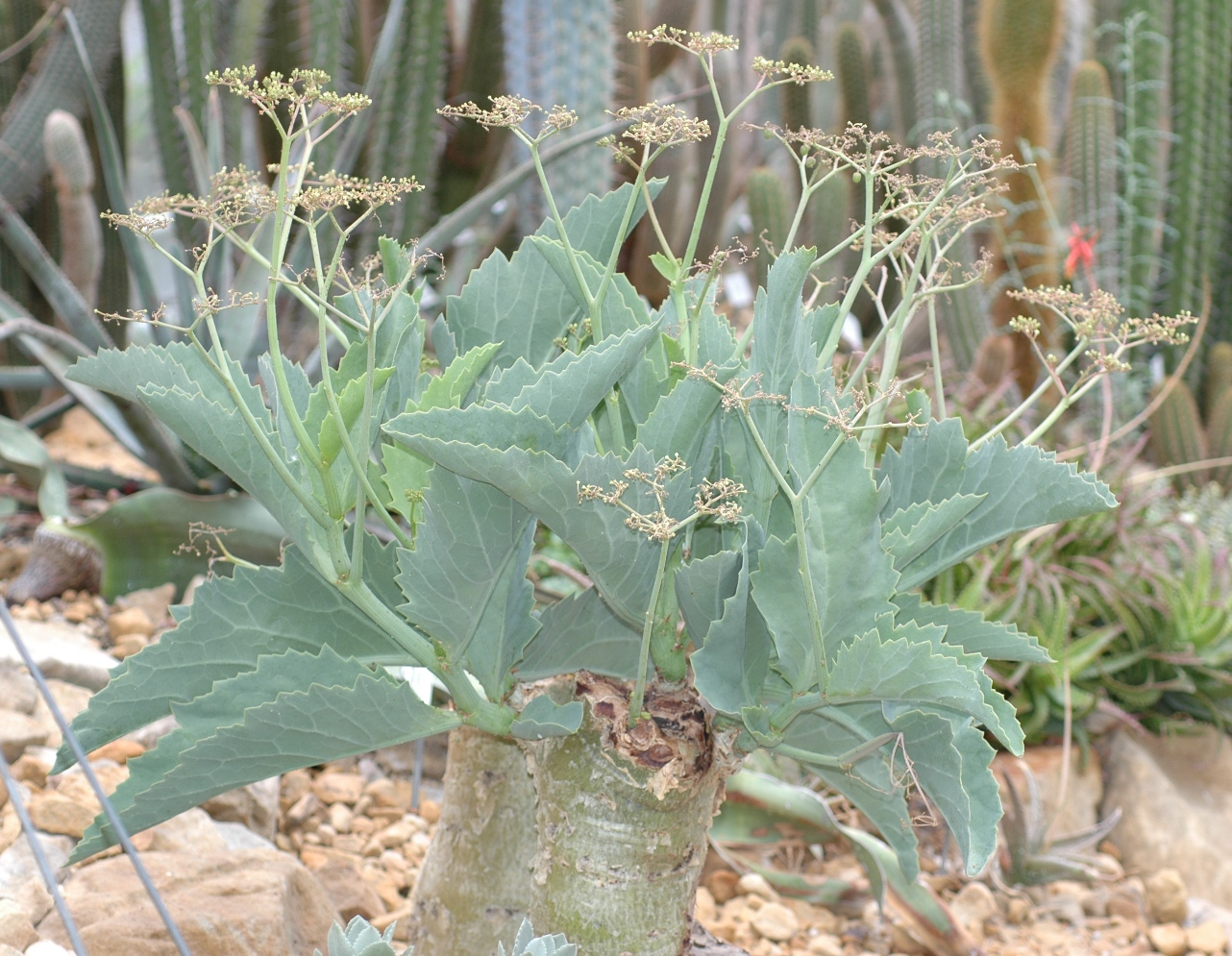 Vitaceae Cyphostemma currorii