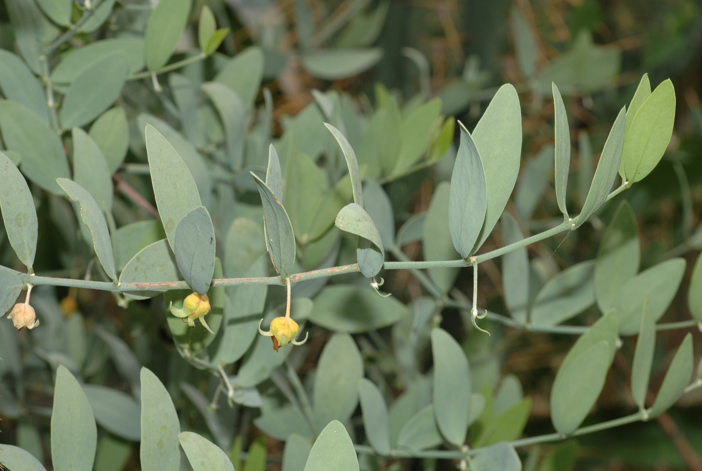 Simmondsiaceae Simmondsia chinensis