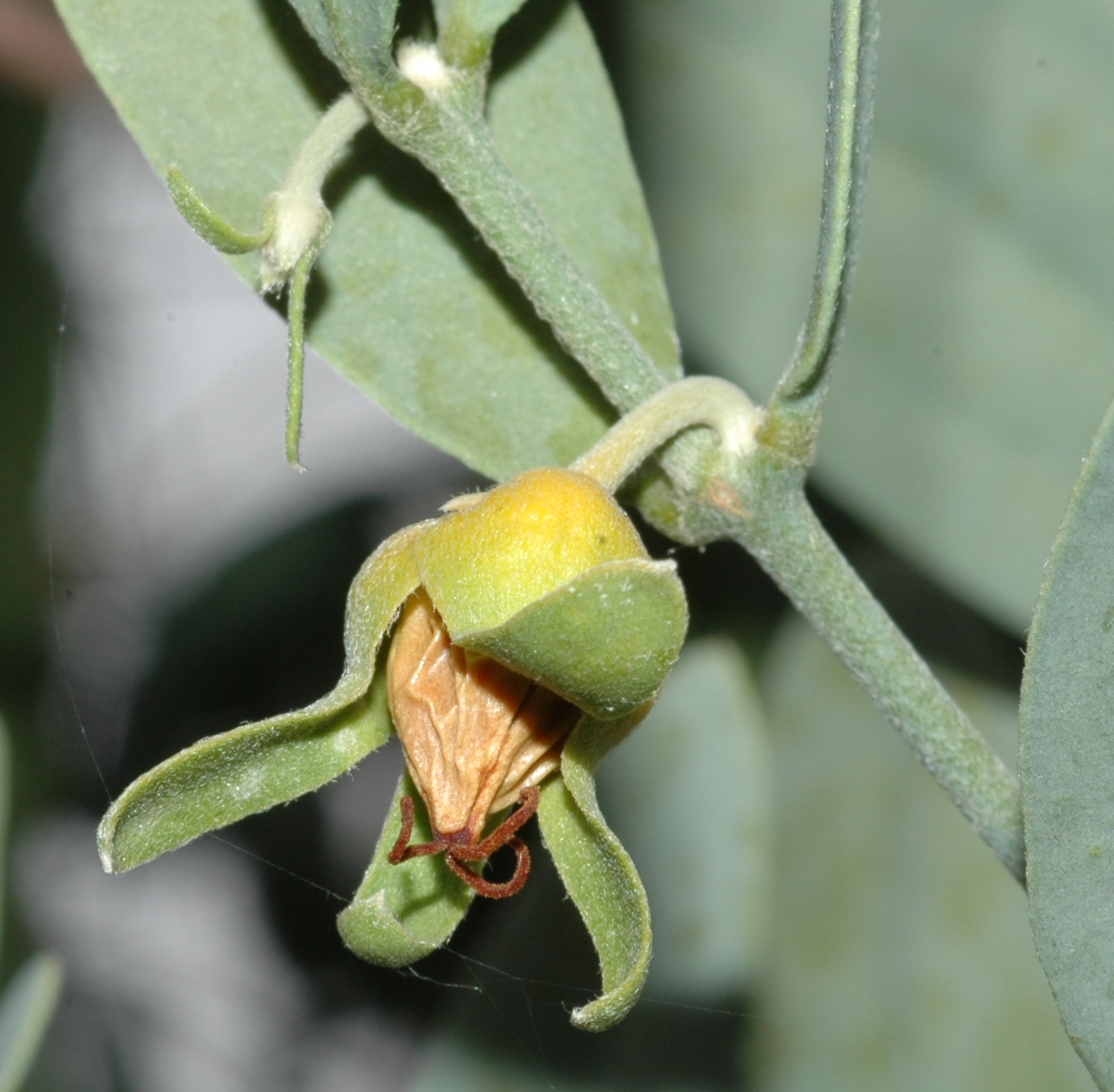 Simmondsiaceae Simmondsia chinensis