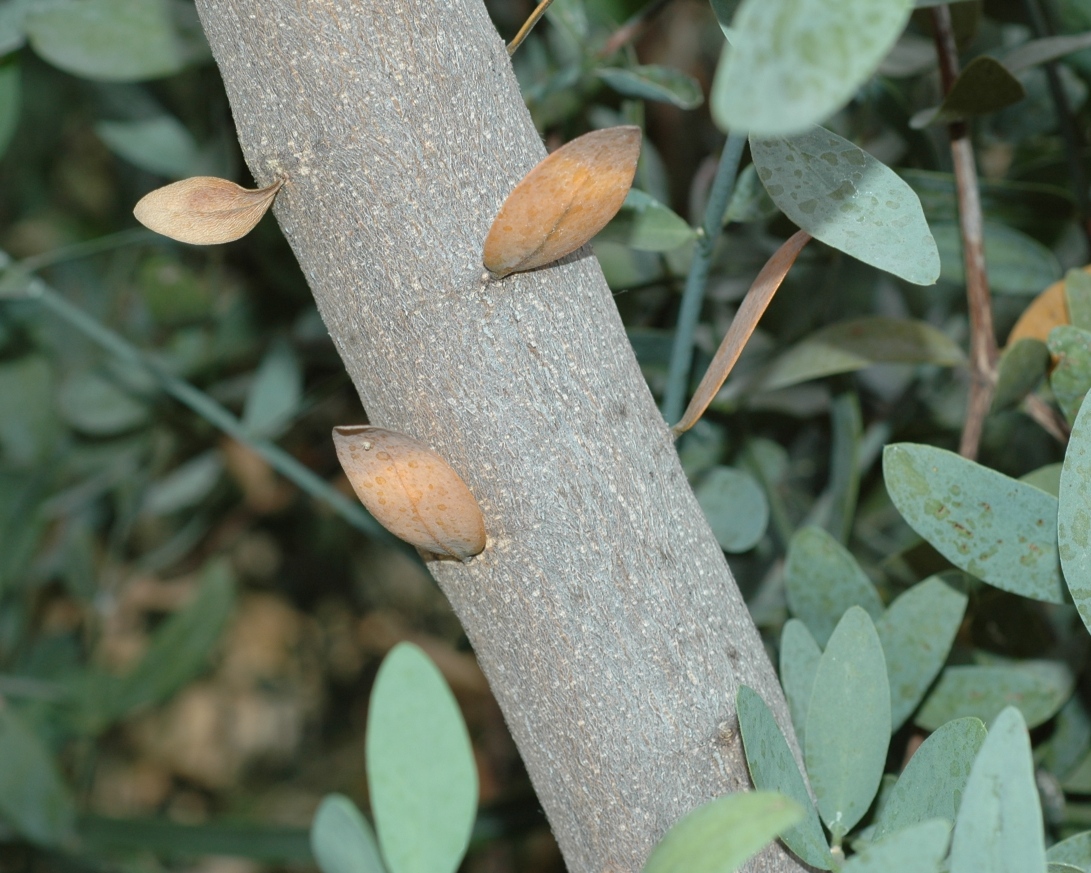 Simmondsiaceae Simmondsia chinensis