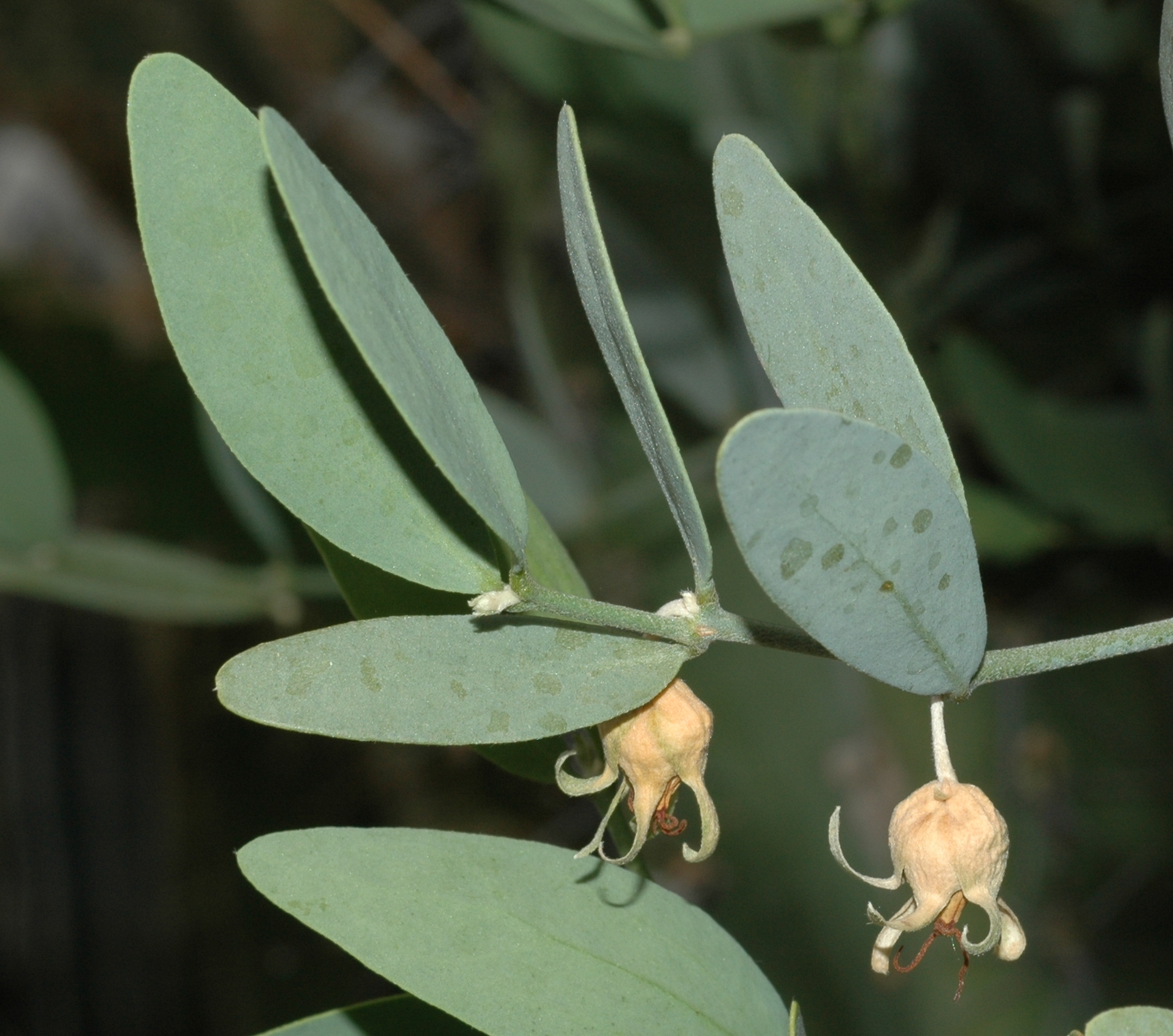 Simmondsiaceae Simmondsia chinensis