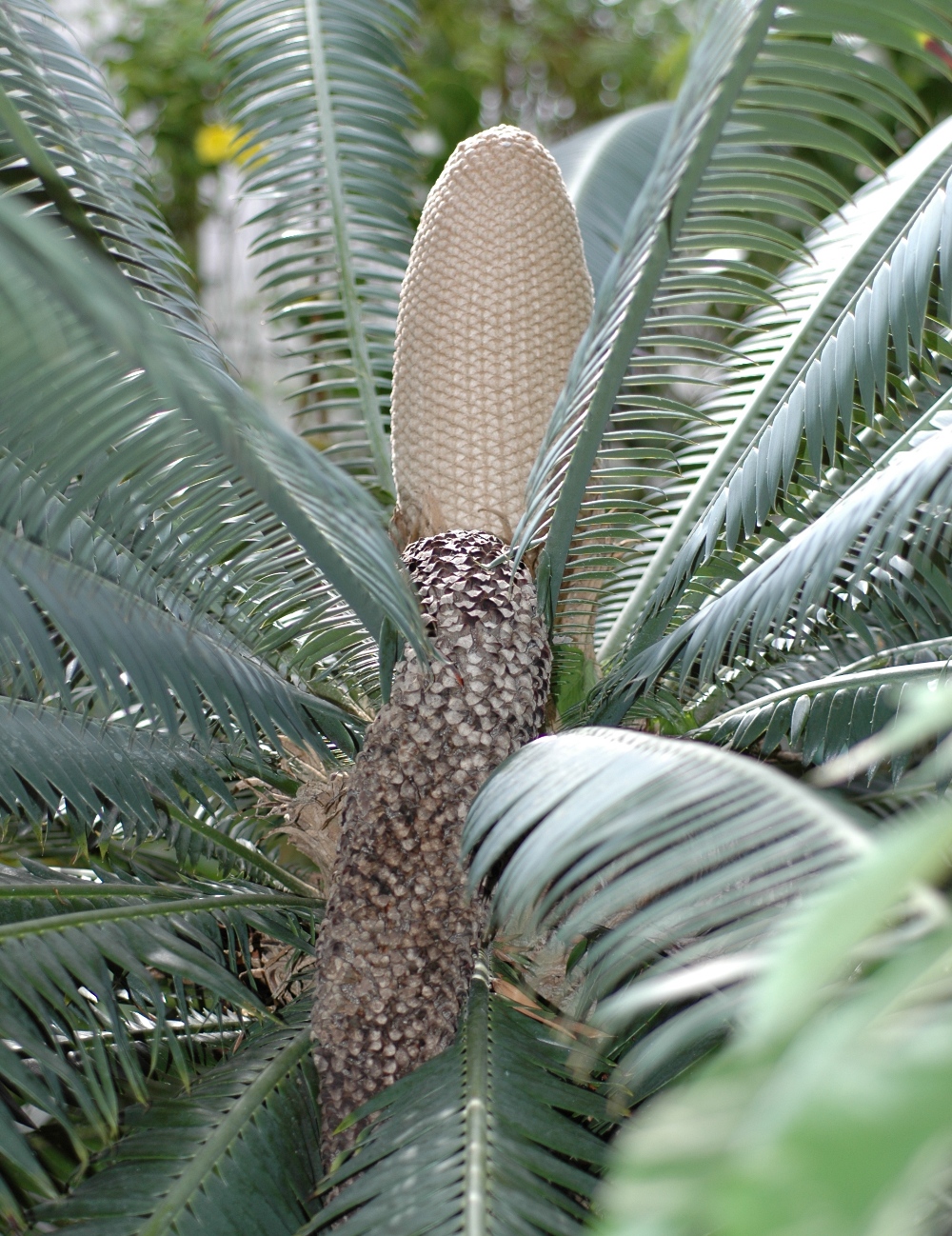 Zamiaceae Dioon spinulosum