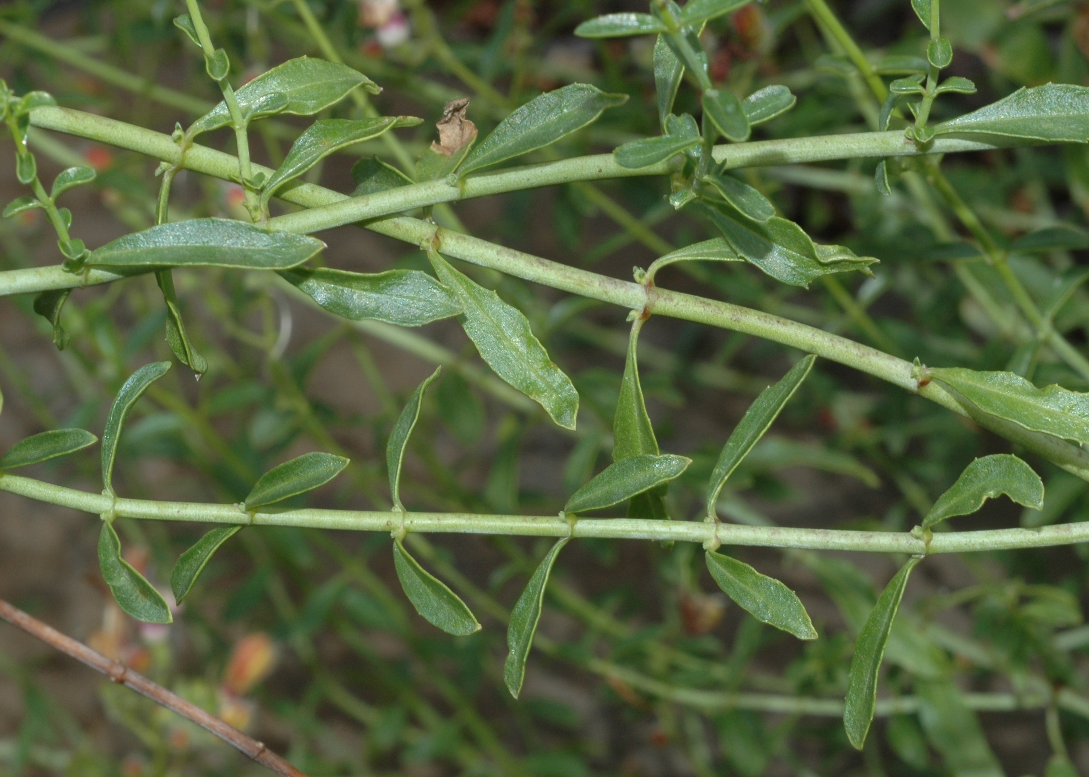Plantaginaceae Keckiella breviflora