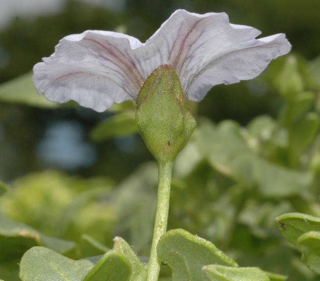 Solanaceae Nolana humifusa