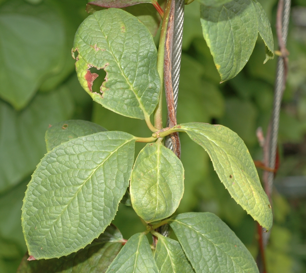 Schisandraceae Schisandra henryi