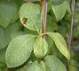 image of Schisandra henryi