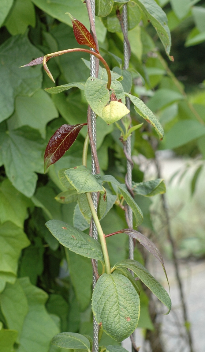 Schisandraceae Schisandra henryi