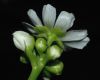 image of Dionaea muscipula