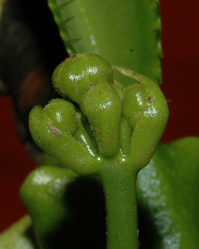 Droseraceae Dionaea muscipula