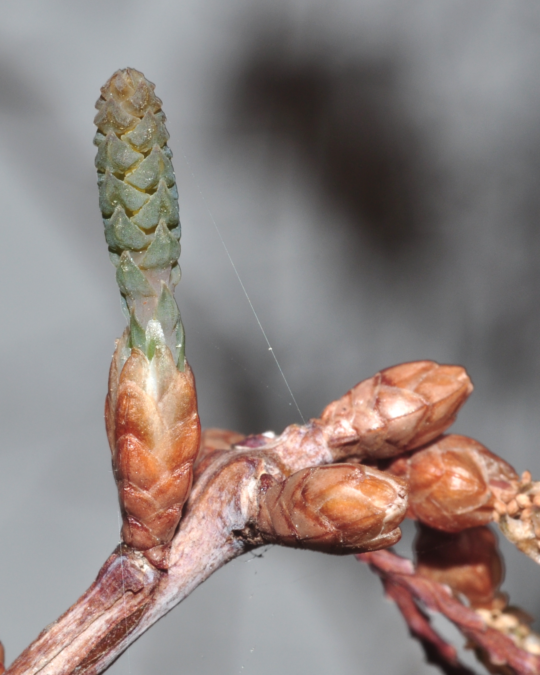 Cupressaceae Metasequoia glyptostroboides