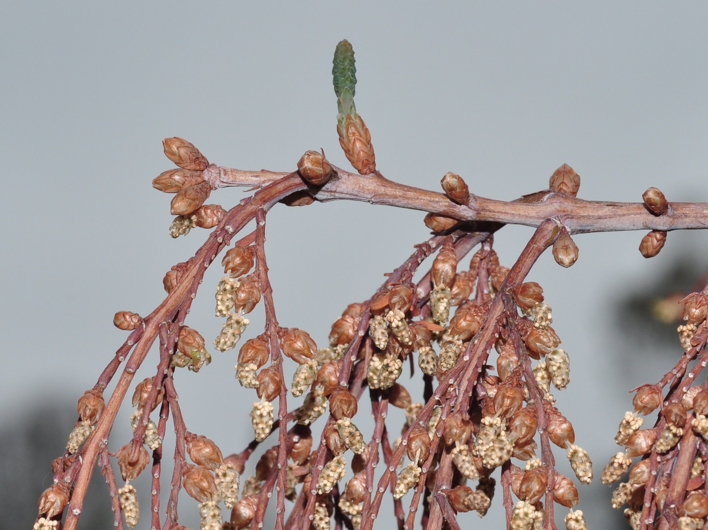 Cupressaceae Metasequoia glyptostroboides
