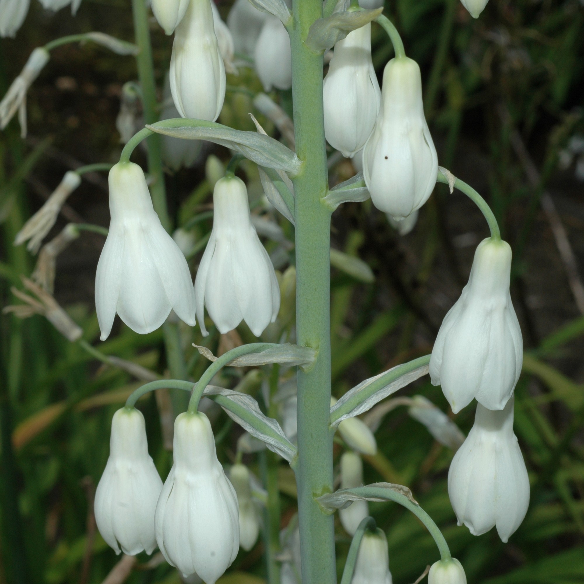 Hyacinthaceae Galtonia candicans