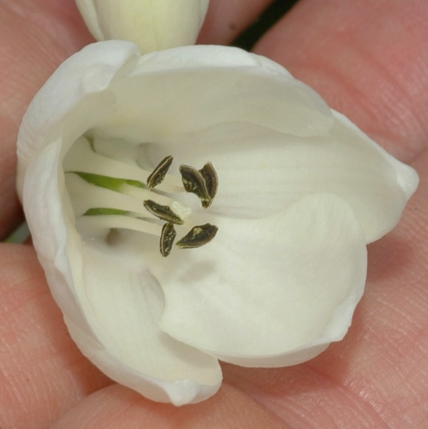 Hyacinthaceae Galtonia candicans