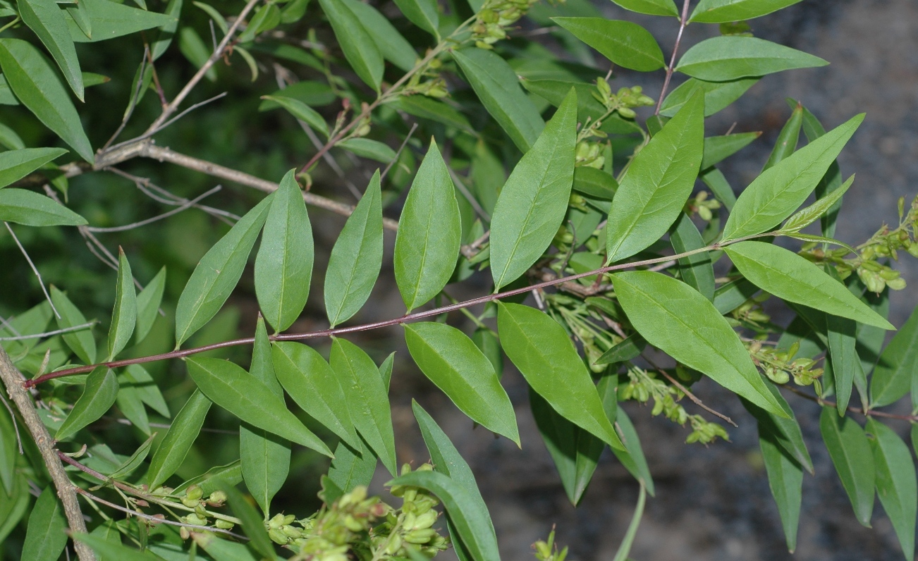 Oleaceae Fontanesia phillyraeoides