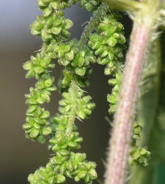 Urticaceae Urtica dioica